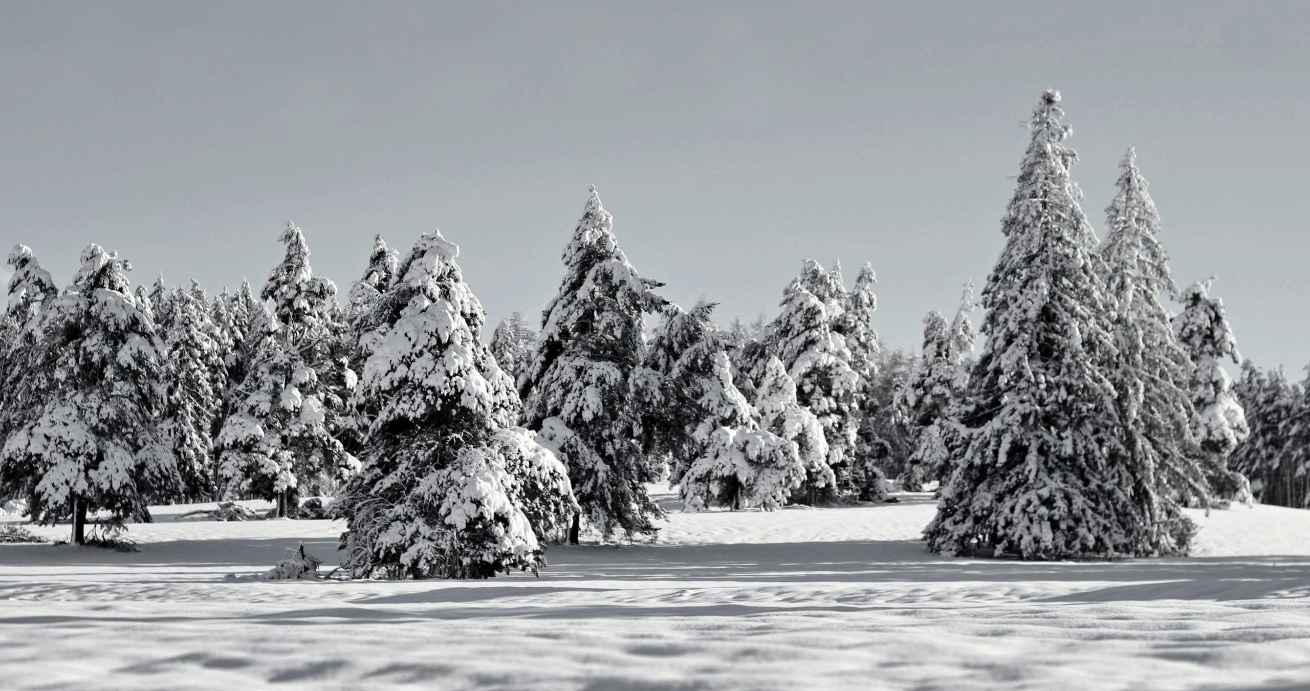 True Dental Laboratory